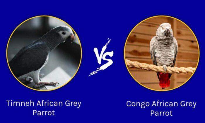 Timneh vs Congo African Grey parrots showing size and tail color differences in a calm home environment