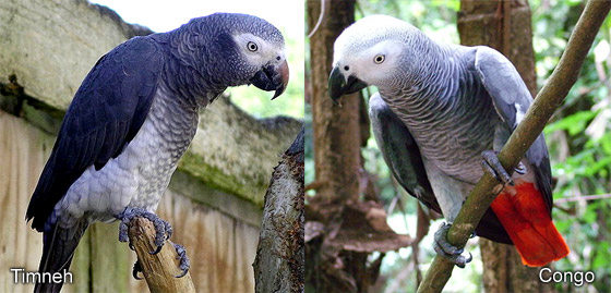 Why Congo African Greys develop separation anxiety shown by calm parrot alone indoors