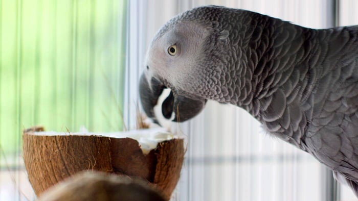 Wild vs captive Congo African Greys shown in natural forest and aviary settings