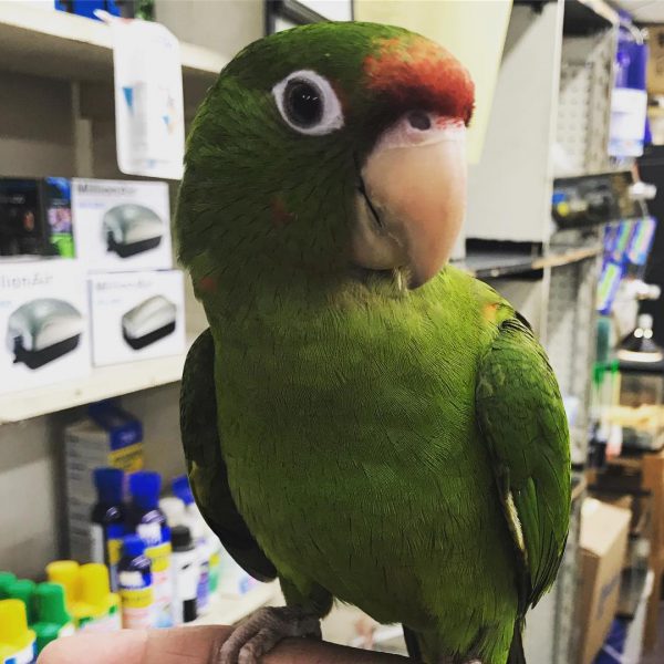 Amazon parrot speech development and talking behavior
