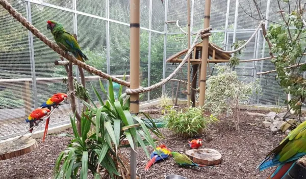 welfare-first care philosophy in professional exotic bird aviary