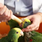 baby parrot feeding guide Baby parrot feeding guide showing safe hand-feeding technique