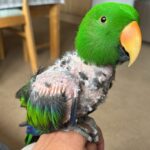 buying-vs-adopting-eclectus-parrot Eclectus parrot in rescue setting compared with breeder environment