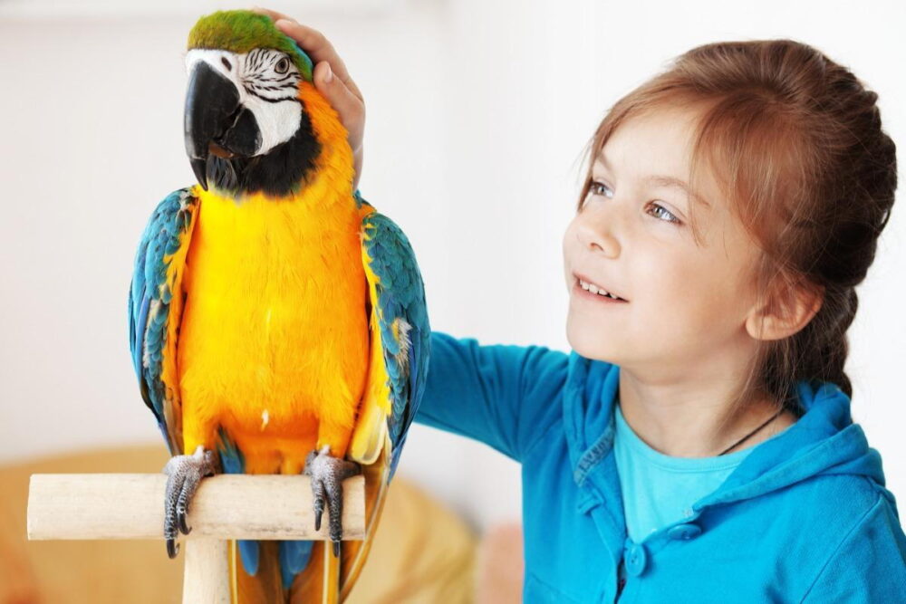 choosing a playful parrot species Choosing a playful parrot species for interactive and energetic homes