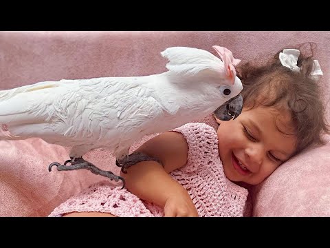 choosing your first parrot Choosing your first parrot with the right species and temperament