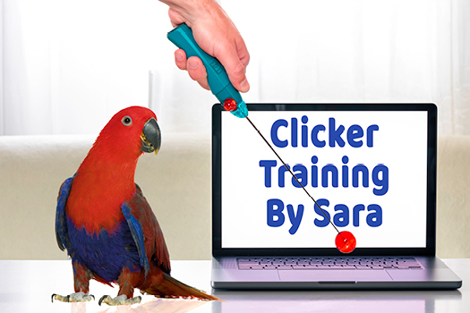 Eclectus parrot learning through calm clicker training