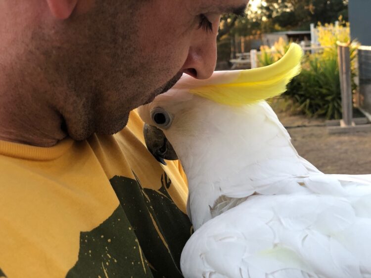 cockatoo bonding with owner Cockatoo bonding through calm and trusting interaction