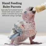 complete guide to caring for baby parrots Complete guide to caring for baby parrots safely
