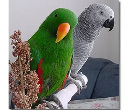 Comparison of Eclectus parrot, African Grey, and Macaw