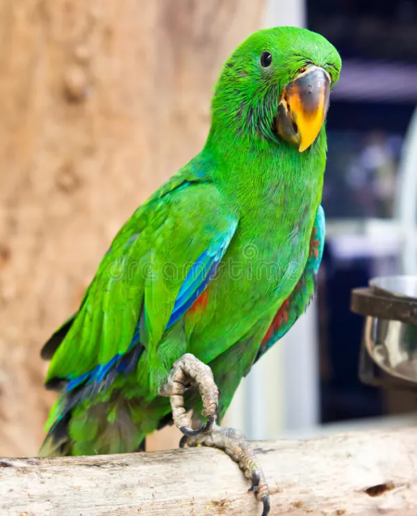 eclectus-parrot-aggression-warning-signs Eclectus parrot displaying warning body language before aggression