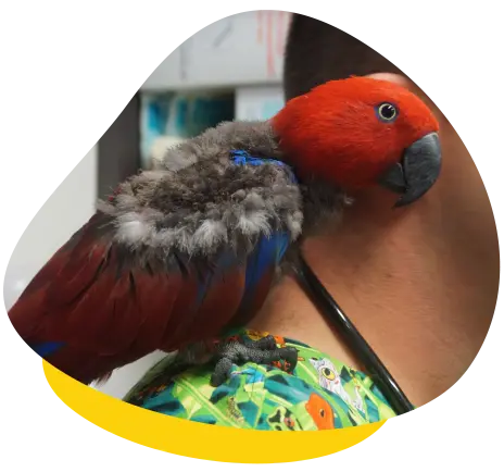 eclectus-parrot-beak-feather-skin-health Healthy beak, feathers, and skin on an Eclectus parrot