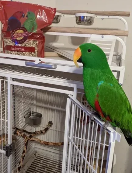 eclectus-parrot-cage-setup-ideal Spacious Eclectus parrot cage with natural perches and enrichment