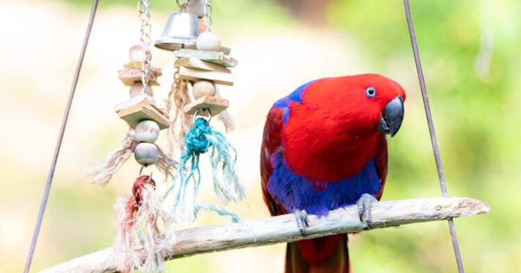 Eclectus parrot calmly playing with a foraging toy alone