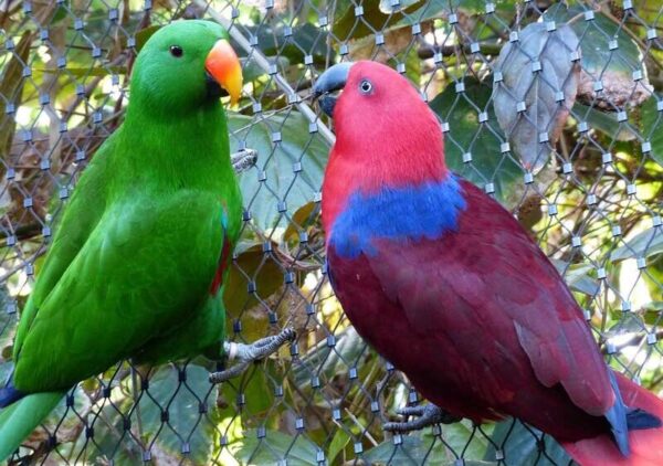 Calm Eclectus parrot displaying alert and observant behavior