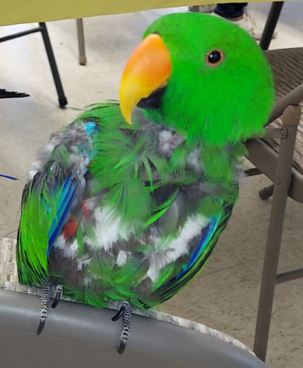 eclectus-parrot-signs-of-illness Eclectus parrot showing subtle signs of illness