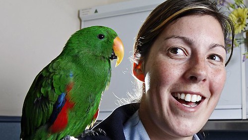 Calm Eclectus parrot displaying relaxed posture in a home environment