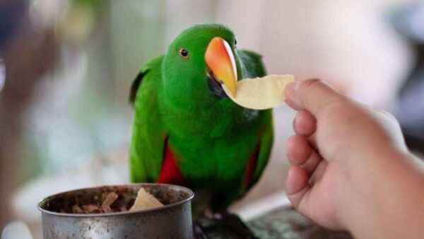 Eclectus parrot engaging with foraging enrichment in a calm environment