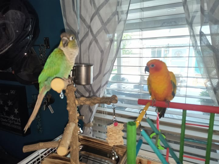 ethical exotic bird care environment with enrichment and space