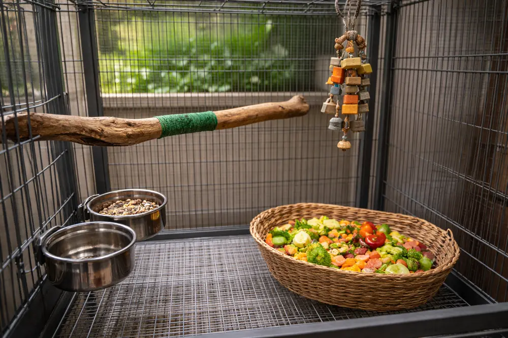 exotic bird arrival preparation and owner guidance