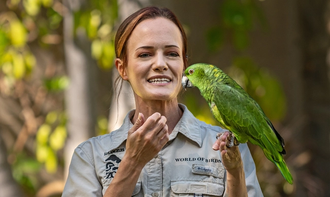 Female Yellow-Naped Amazon parrot care and behavior