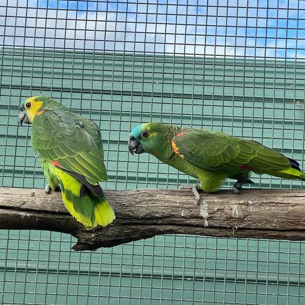 How bonded Amazon pairs communicate with each other