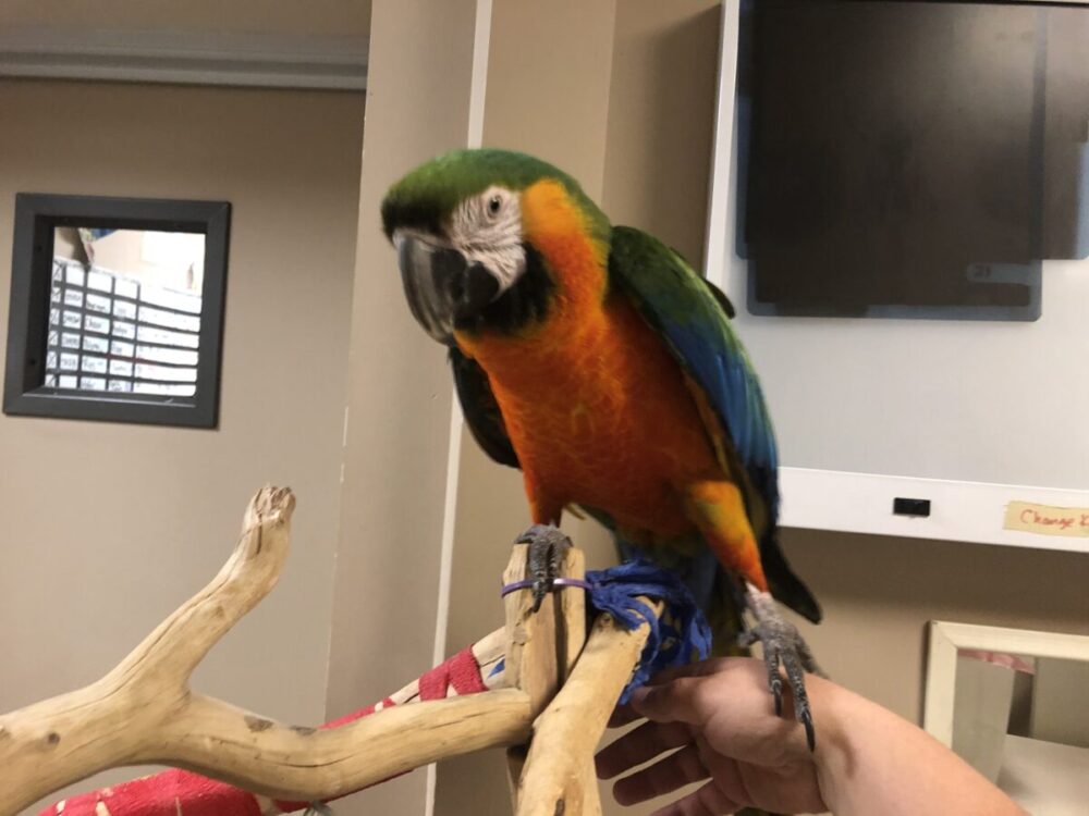 Is a juvenile parrot right for your home environment