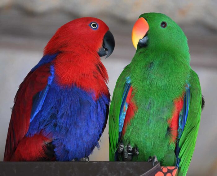 male-vs-female-eclectus-parrot Male and female Eclectus parrots showing color and size differences