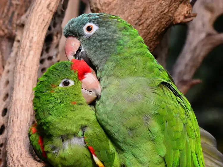 parrot pair social dynamics Parrot pair social dynamics and bonded behavior