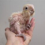 raising baby parrots from early imprinting stages Raising baby parrots from early imprinting stages safely