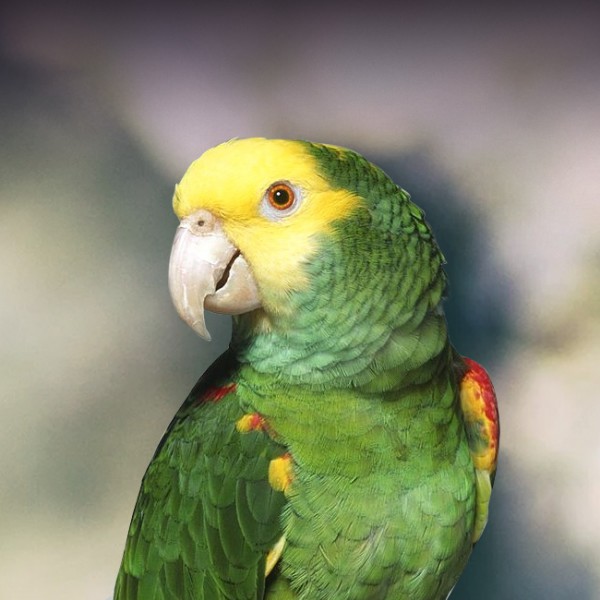Raising a Double Yellow-Head Amazon parrot