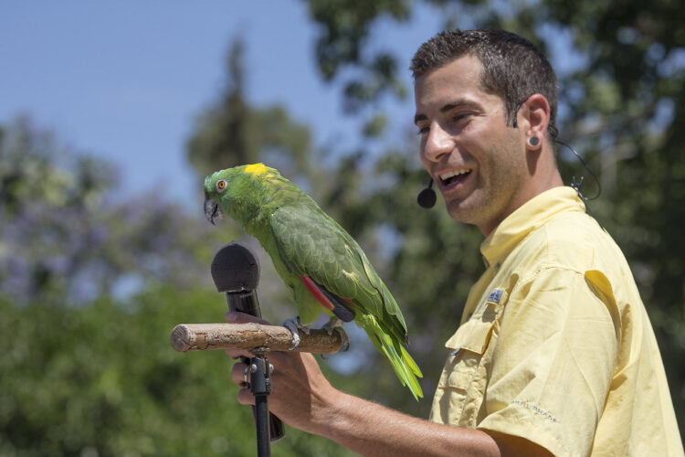Train Yellow-Naped Amazon to talk clearly
