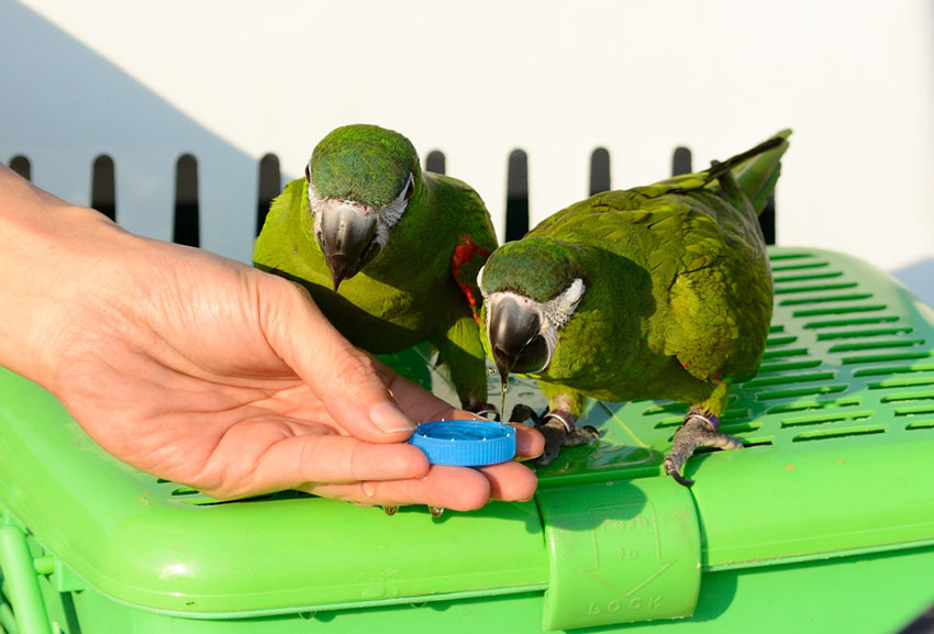 Training Amazon parrot pairs together