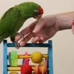 understanding amazon parrot bonding Understanding Amazon parrot bonding and trust