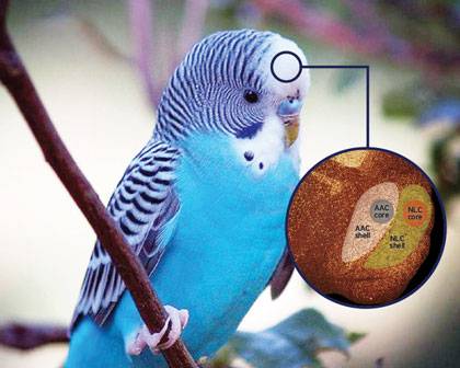 Understanding parrot vocal behavior and communication