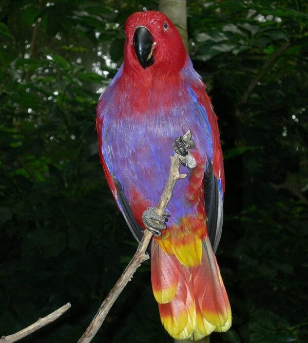 Eclectus parrot eating fresh vegetables to avoid vitamin overload