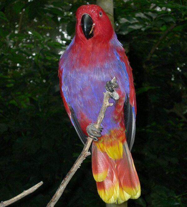 Weekly feeding plan with fresh vegetables and sprouts for Eclectus parrots