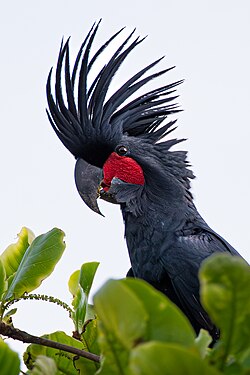 Why Black Palm Cockatoos are considered luxury parrots