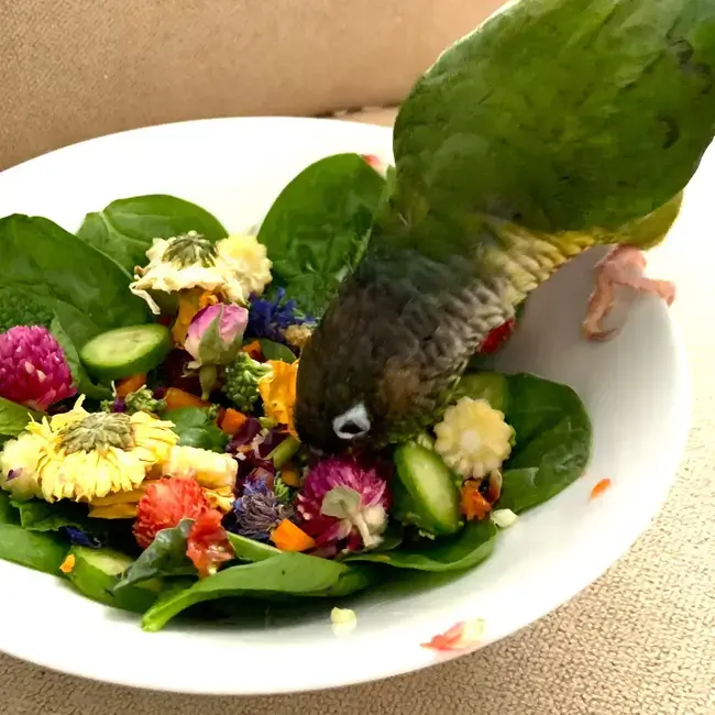 Parrot eating fresh vegetables and balanced diet