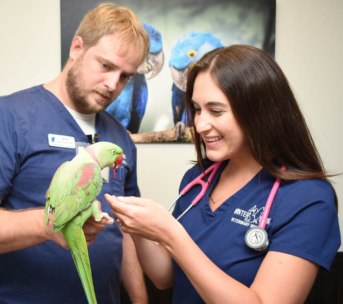 Parrot at avian veterinary checkup showing health monitoring