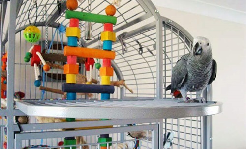 parrot-care-guide-new-owners Parrot in a well-prepared home environment with proper cage and fresh food